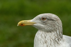 Larus argentatus