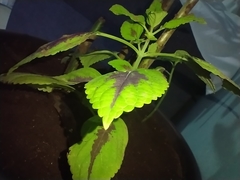 Coleus scutellarioides