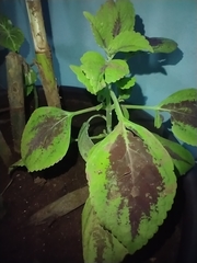 Coleus scutellarioides