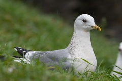 Larus canus
