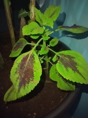 Coleus scutellarioides