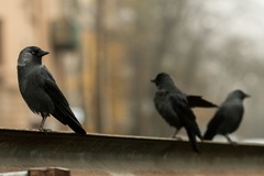Corvus monedula