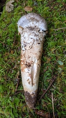 Catathelasma