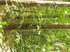 Aspidosperma excelsum