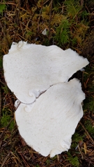 Catathelasma