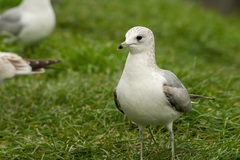 Larus canus