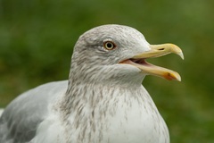 Larus argentatus