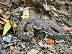 Macroprotodon brevis