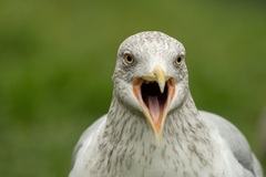 Larus argentatus