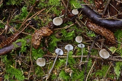 Mycena quiniaultensis