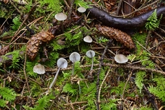 Mycena quiniaultensis