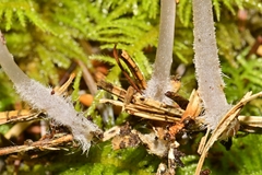Mycena quiniaultensis
