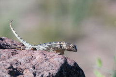 Sceloporus clarkii clarkii