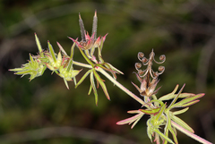 Geranium