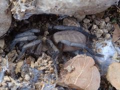 Ischnocolus jickelii