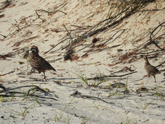 Colinus nigrogularis