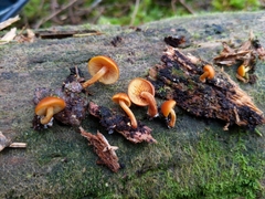 Gymnopilus oregonensis