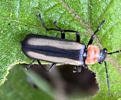 Discodon cinctum