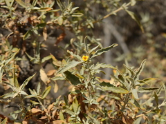 Buddleja mendozensis
