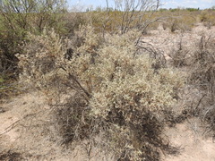 Buddleja mendozensis