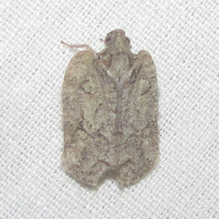 Flataloides scabrosus