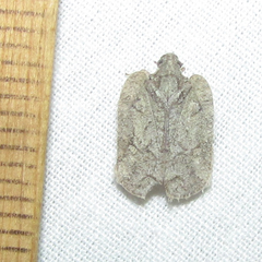 Flataloides scabrosus