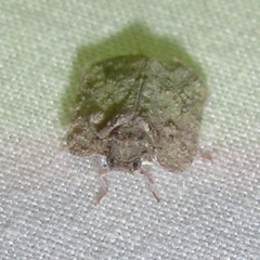 Flataloides scabrosus