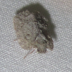 Flataloides scabrosus