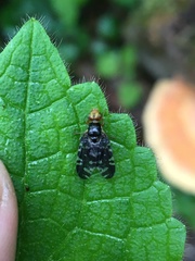 Platyparea discoidea