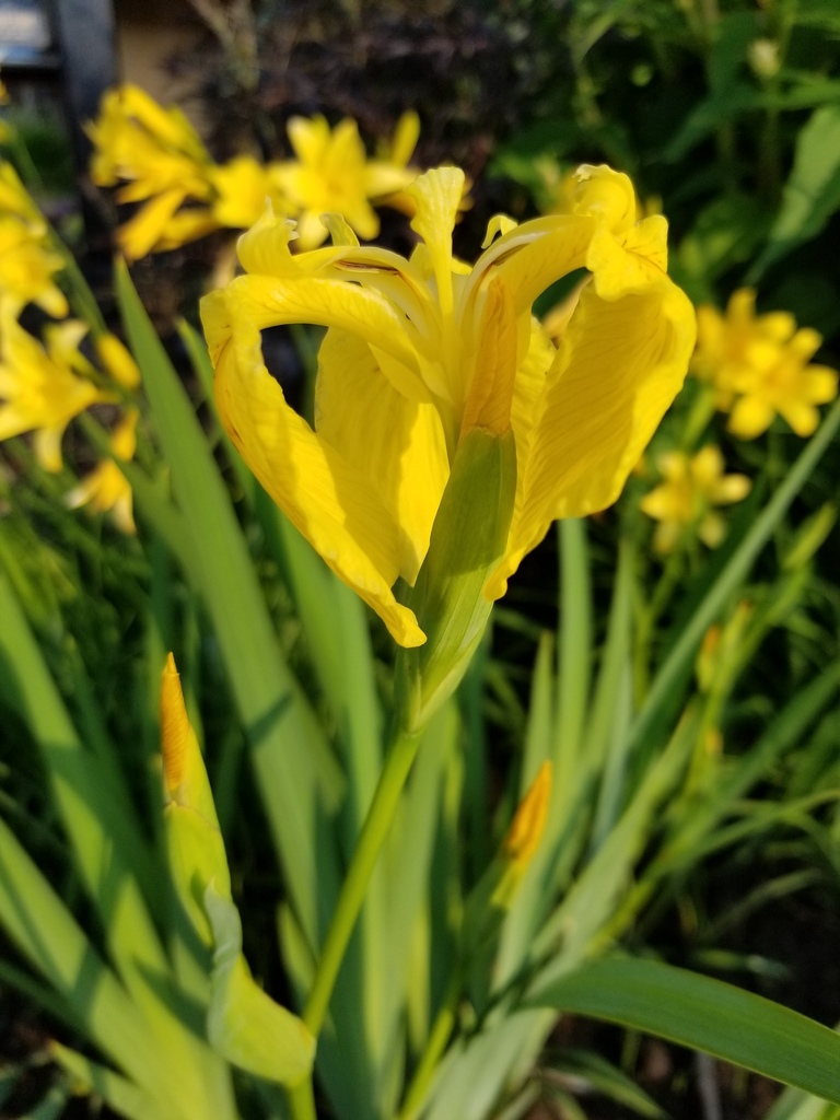Invasive Plant Highlight: Yellow Flag Iris · iNaturalist Canada