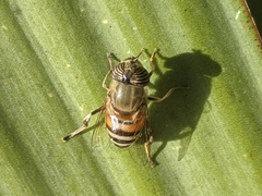 Eristalinus taeniops