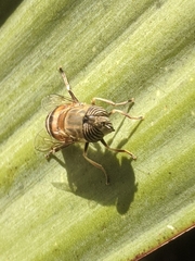 Eristalinus taeniops