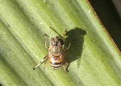 Eristalinus taeniops