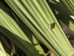 Eristalinus taeniops