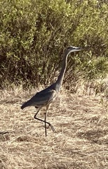 Ardea herodias