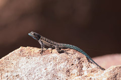 Urosaurus ornatus schottii