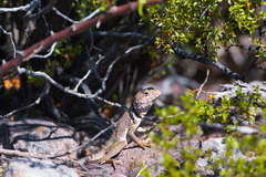 Crotaphytus nebrius