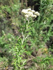 Cassinia aculeata aculeata