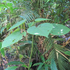 Dendrocnide moroides