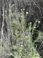 Cassinia aculeata aculeata