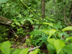 Hylobittacus apicalis