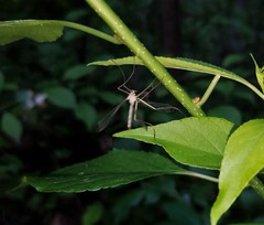 Hylobittacus apicalis