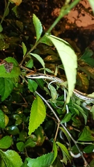 Dendrelaphis pictus