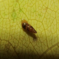 Potamopyrgus oppidanus