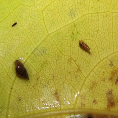 Potamopyrgus oppidanus