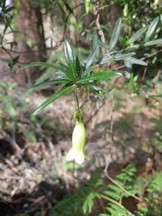 Billardiera macrantha