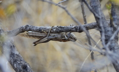 Schistocerca cancellata