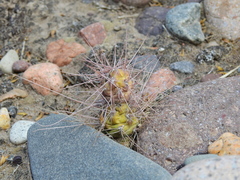 Tephrocactus aoracanthus