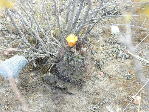 Eriosyce strausiana