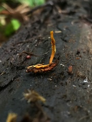 Ophiocordyceps variabilis